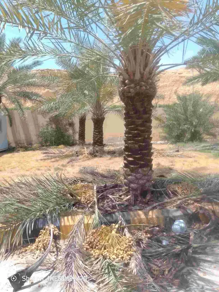 نعم الجميع اشغال النخيل تكريم نخل عربي تكريم مبلغ الفلاني 0
