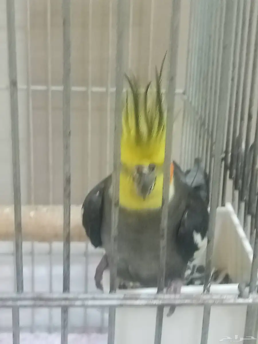 للبيع كروان أليف على السوم 2