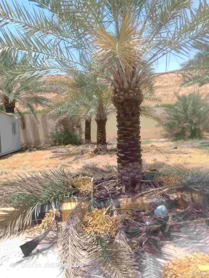نعم الجميع اشغال النخيل تكريم نخل عربي تكريم مبلغ الفلاني 2