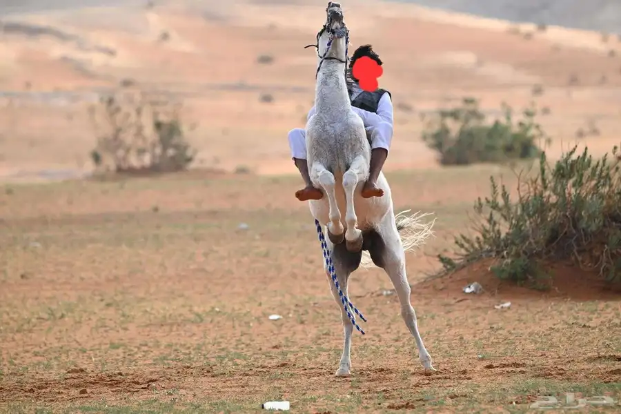 حصان واهو مصري بيور 1