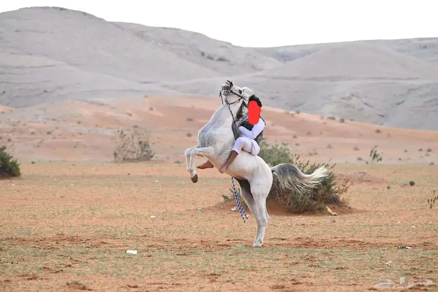 حصان واهو مصري بيور 0