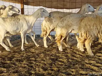 غنم حريه العدد 40 3