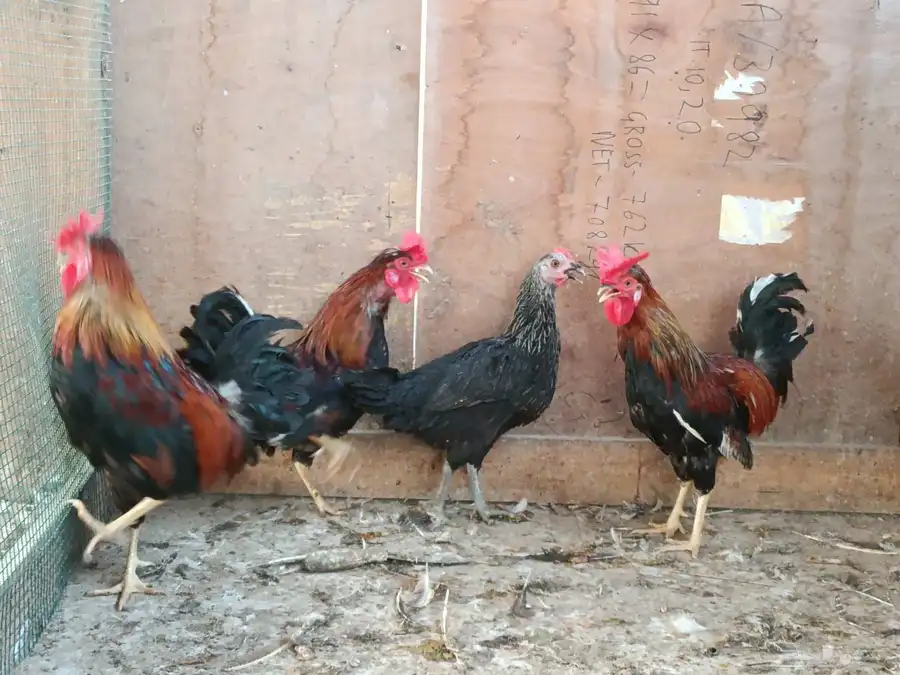 ديوك عربي طراز القديم 2
