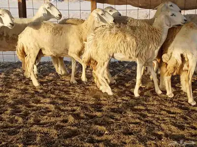 غنم حريه العدد 40 7