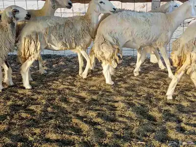 غنم حريه العدد 40 9