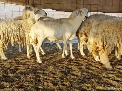 غنم حريه العدد 40 2