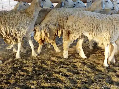 غنم حريه العدد 40 8