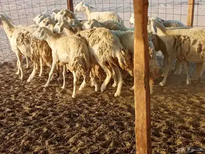 غنم حريه العدد 40 6