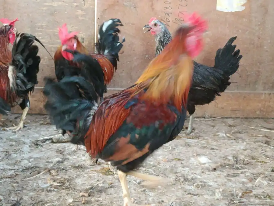 ديوك عربي طراز القديم 3