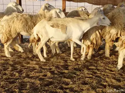 غنم حريه العدد 40 4
