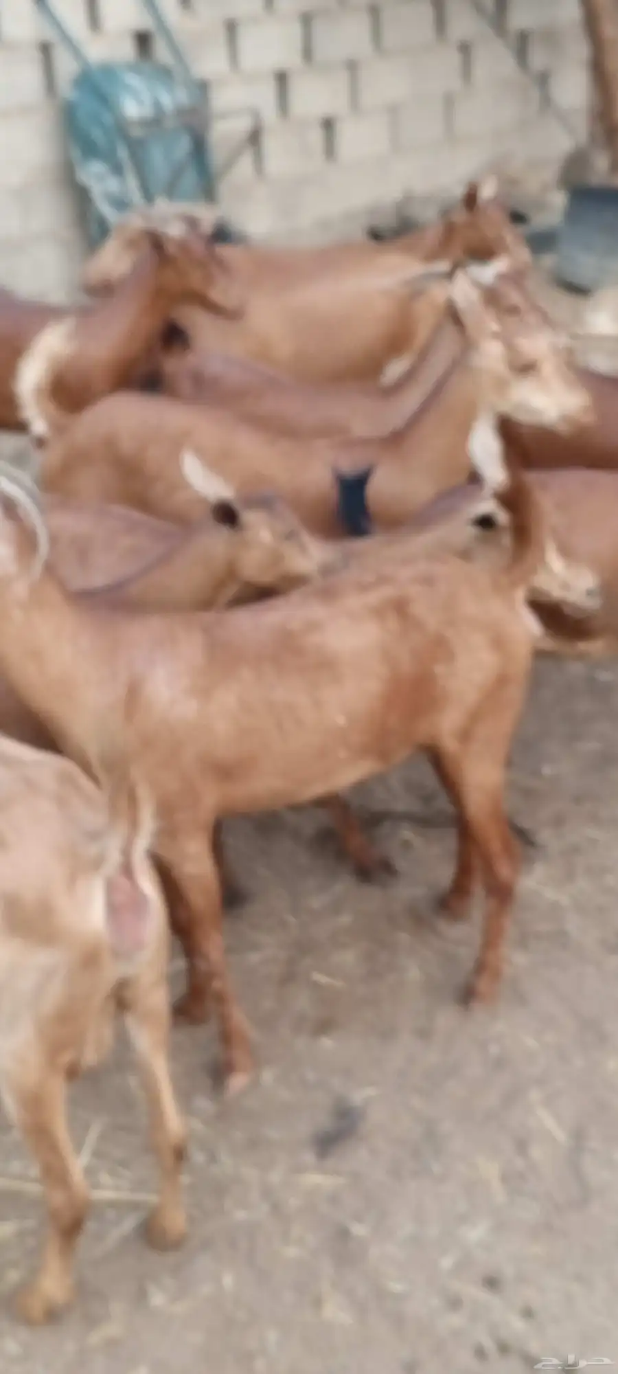 غنم دهم 7
