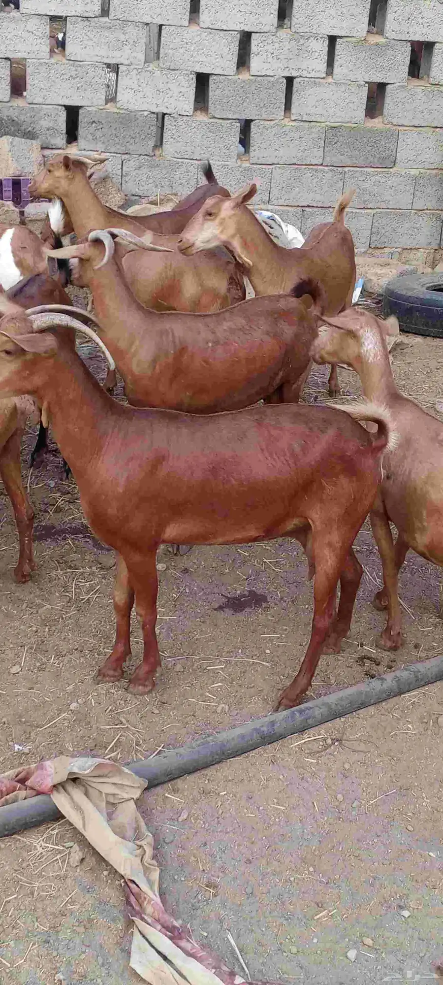 غنم دهم 1