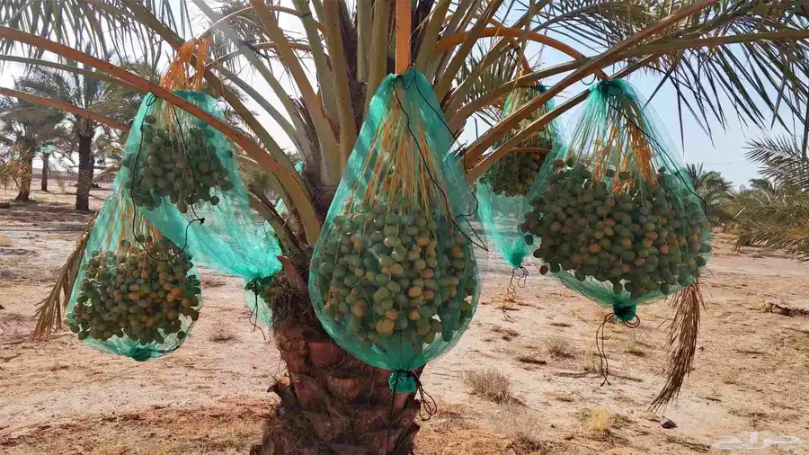 ثمر نخيل مزرعة للبيع بالكامل 2