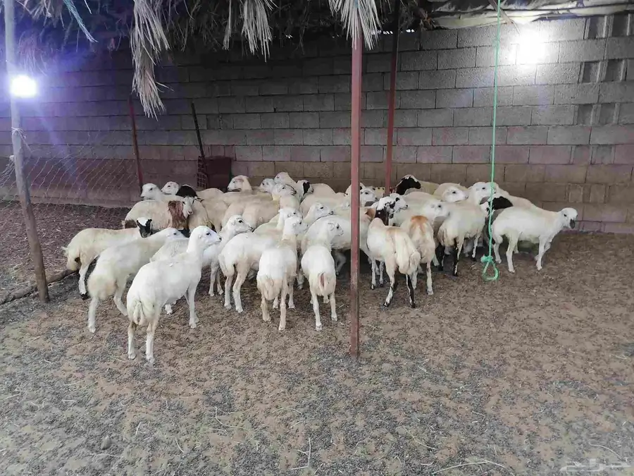رخال بلدي صنف فاخر شعره وجروم ناهيه 2