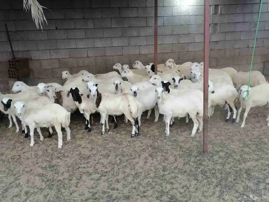رخال بلدي صنف فاخر شعره وجروم ناهيه 0