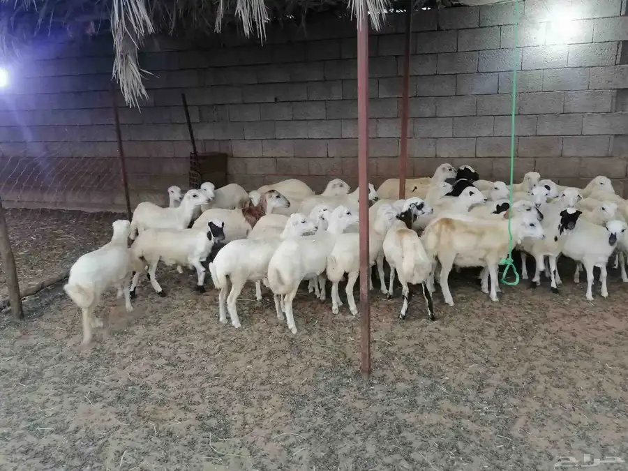 رخال بلدي صنف فاخر شعره وجروم ناهيه 3