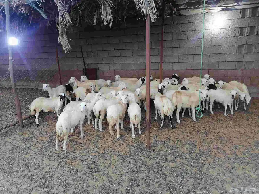 رخال بلدي صنف فاخر شعره وجروم ناهيه 4