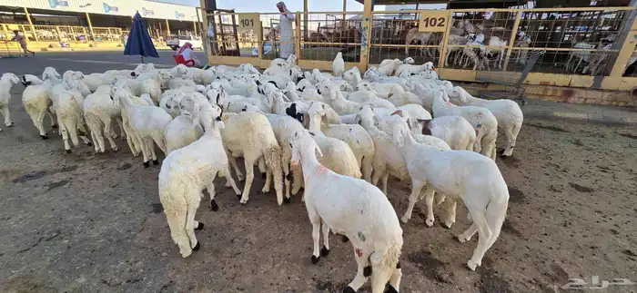 نص ذبيحة سواكني تربية ب 690 شامل تصوير ذبح توصيل 5
