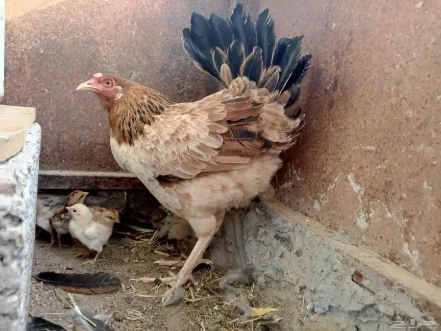 دجاجه معاها اربعه صيصان 8