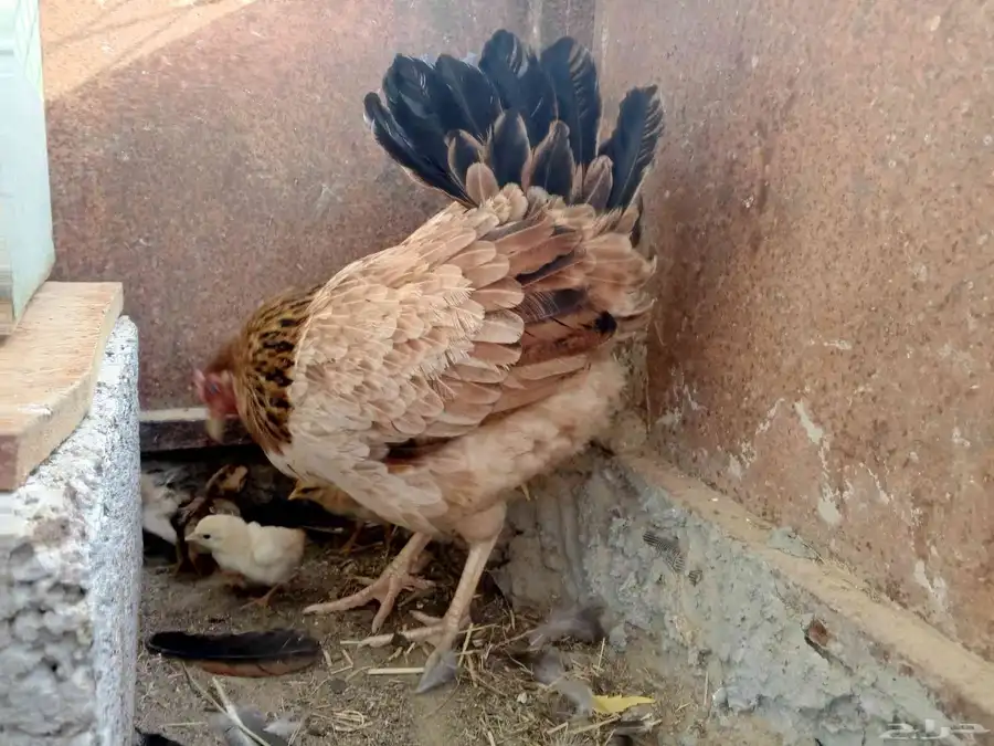 دجاجه معاها اربعه صيصان 0