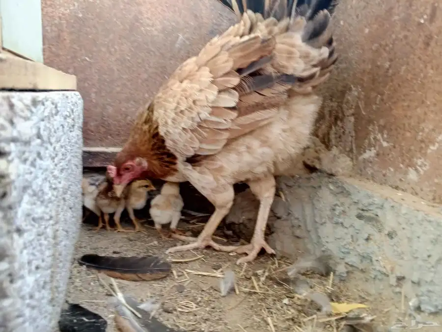 دجاجه معاها اربعه صيصان 4