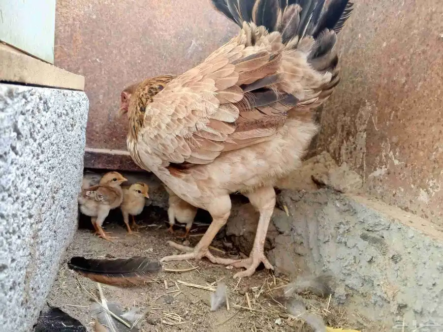 دجاجه معاها اربعه صيصان 6