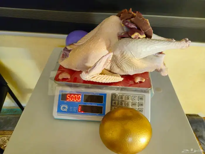 ديك رومي ذبح طازج عند الطلب 0