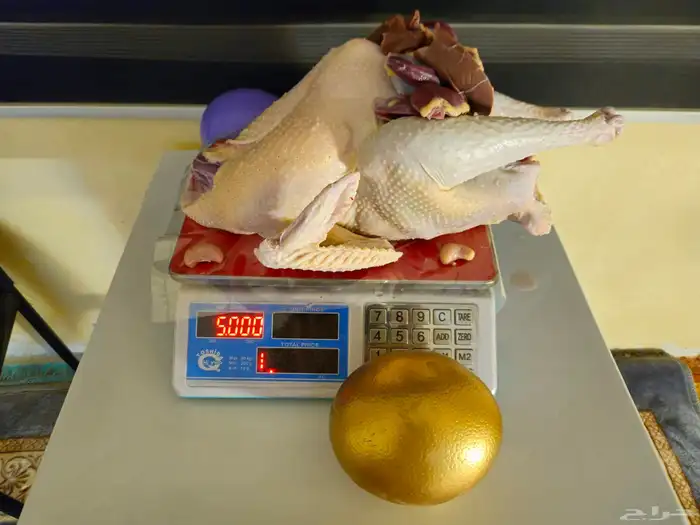 ديك رومي ذبح طازج عند الطلب 1