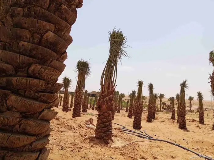 الرياض المزاحميه 4