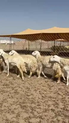 أعرض لكم غنم رخال حريات حرش صنف مشاء الله عددها 20 2