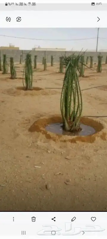 يوجد الدنيا جميع انواع النخيل المثمرة وزينه اتواصل جوال 8