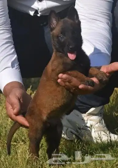 مالينو اهالى مستوردين 1