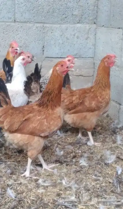 دجاج بلدي بياض 2