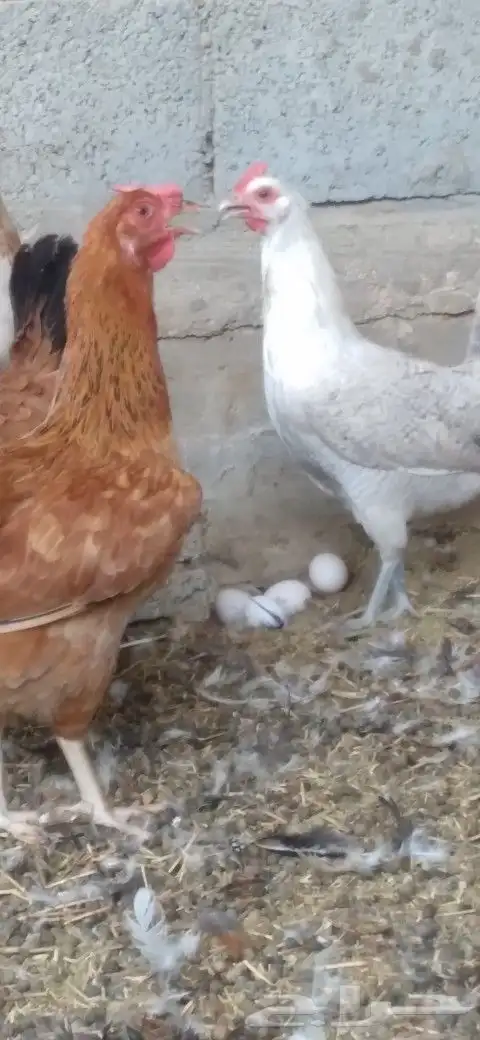 دجاج بلدي بياض 0
