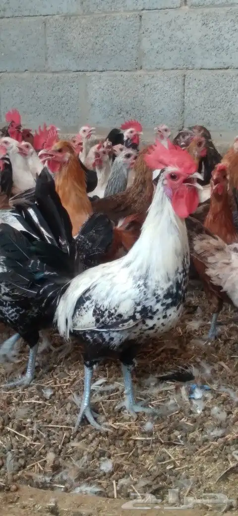 دجاج بلدي بياض 3