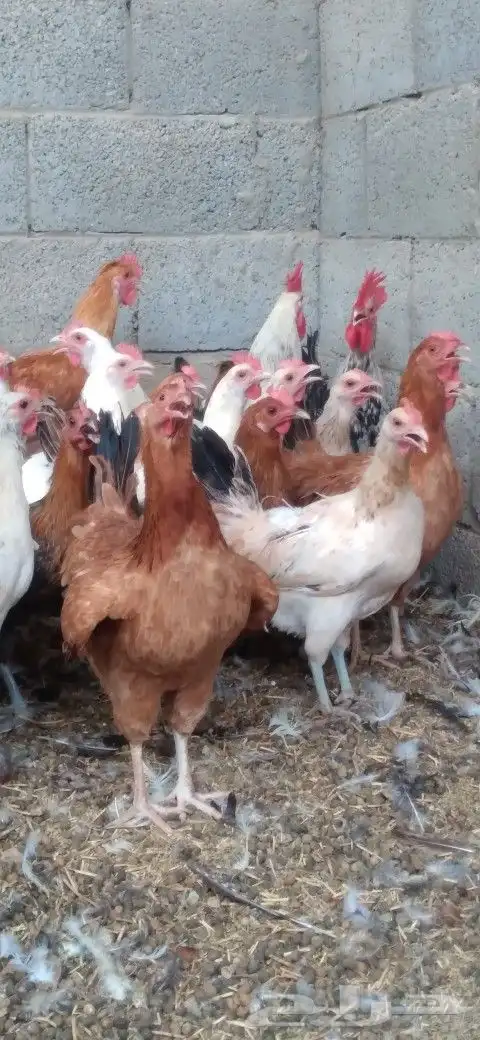 دجاج بلدي بياض 1