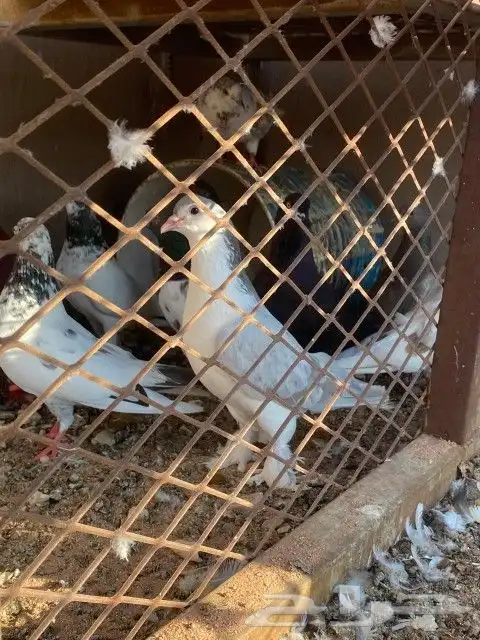 حمام للبيع 2
