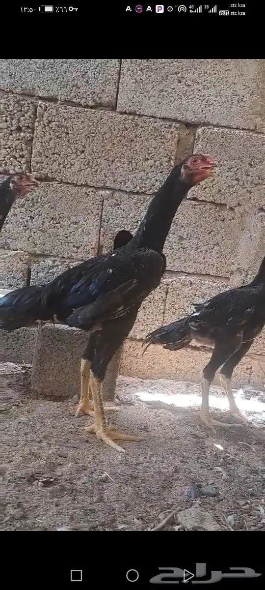 شامو الماني 1