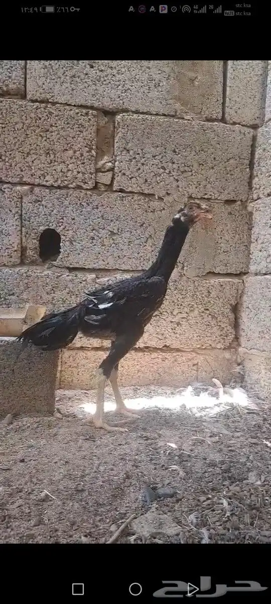 شامو الماني 2