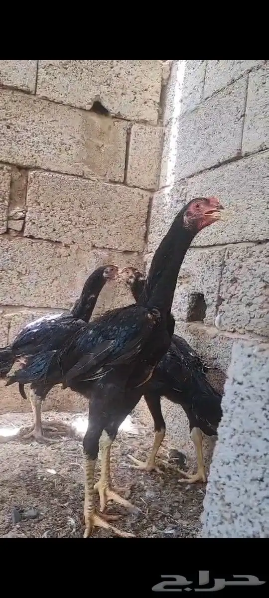 شامو الماني 0