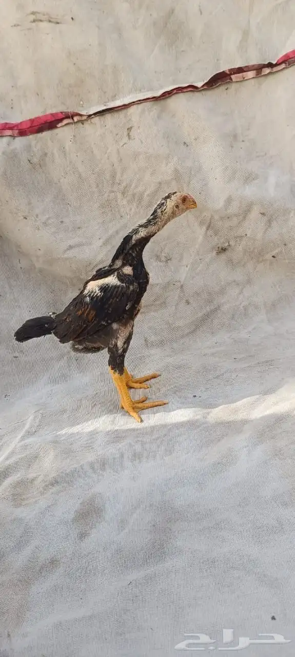 هزاز شامو للبيع 0