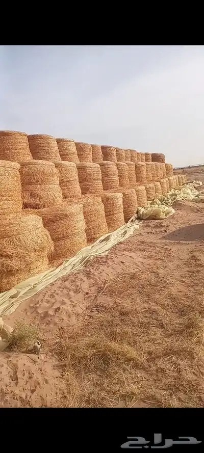 الفات رودس وزنة 200لي250 كليو 0