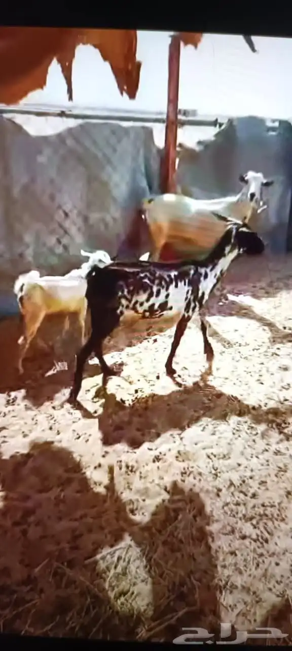 معزه بيشيات جنوبيات طيبه 0