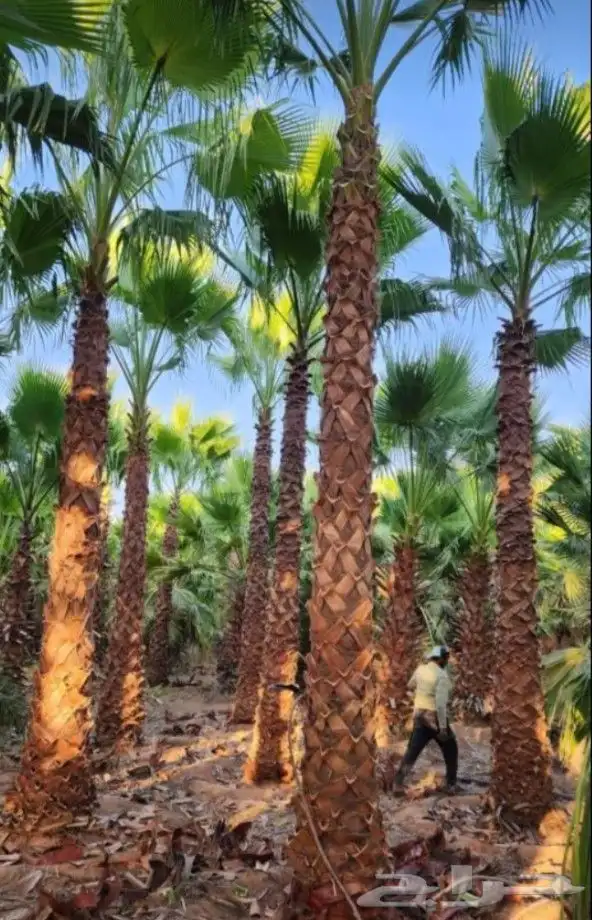 يوجد لدينا نخل واشنطني زينه بكل المقاسات ونخل عربي بكل المقا 2