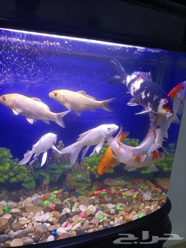 Aquarium and Koi Fish 6