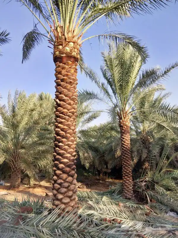 يوجد لدينا نخل واشنطني زينه بكل المقاسات ونخل عربي بكل المقا 8