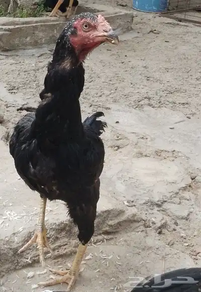 دجاج باكستاني 4