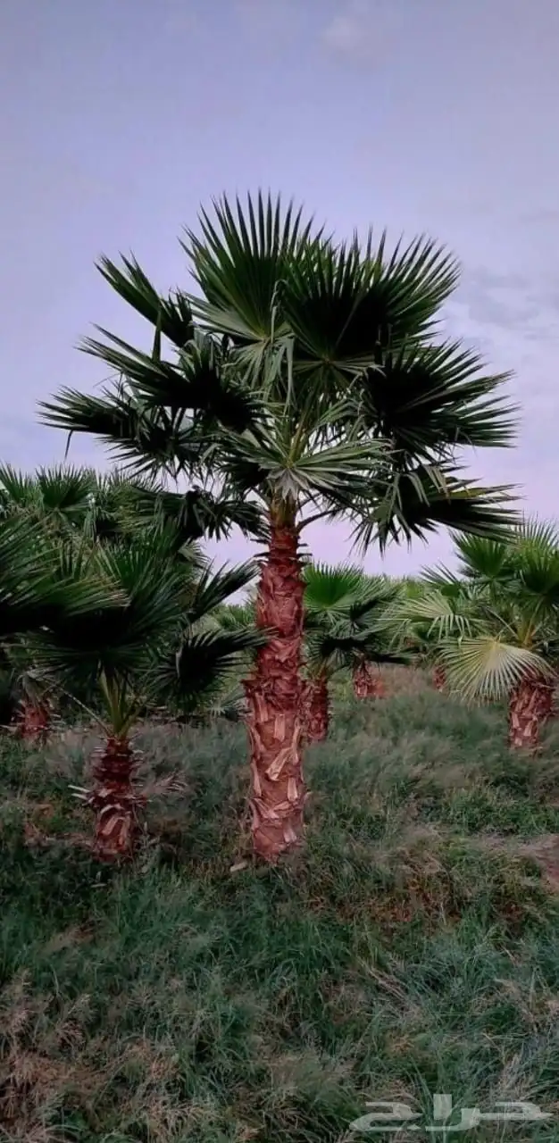 نخل واشنطني للبيع 5