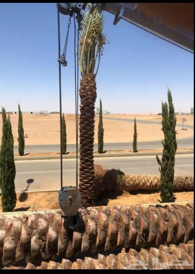 نقوم بتوريدوزرعه جميع انواع النخيل وجميع الاشجار 2