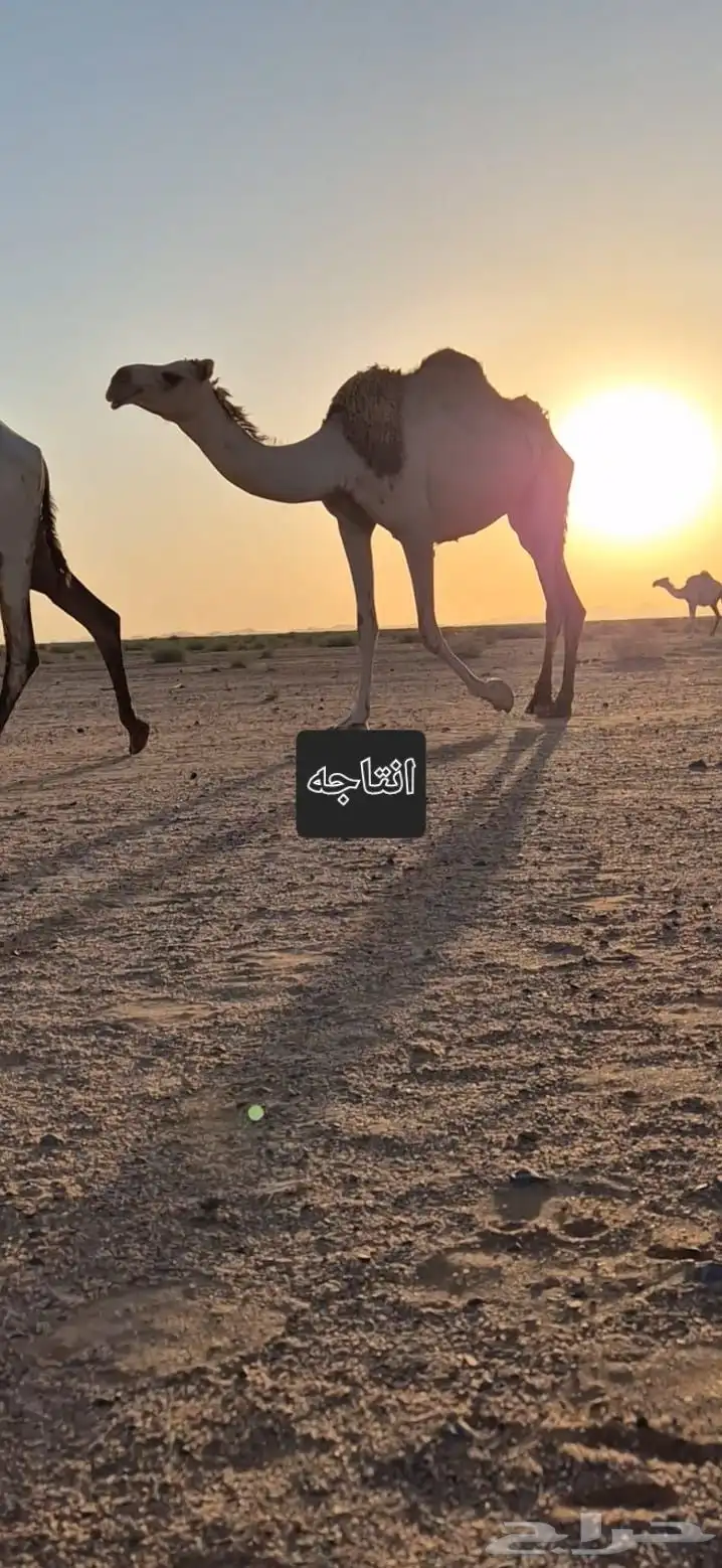الفحل للبيع 3